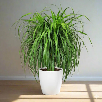 Dracaena Draco, Drago or Dragon Tree - Greensouq - 