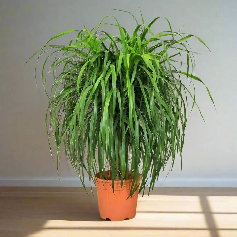 Dracaena Draco, Drago or Dragon Tree - Greensouq - 