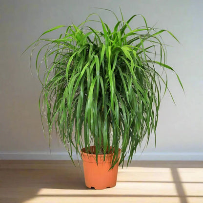 Dracaena Draco, Drago or Dragon Tree - Greensouq - 