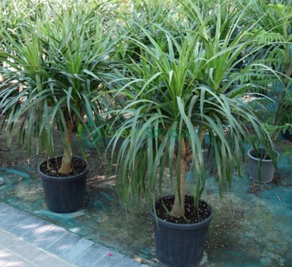 Dracaena Draco, Drago or Dragon Tree - Greensouq - 