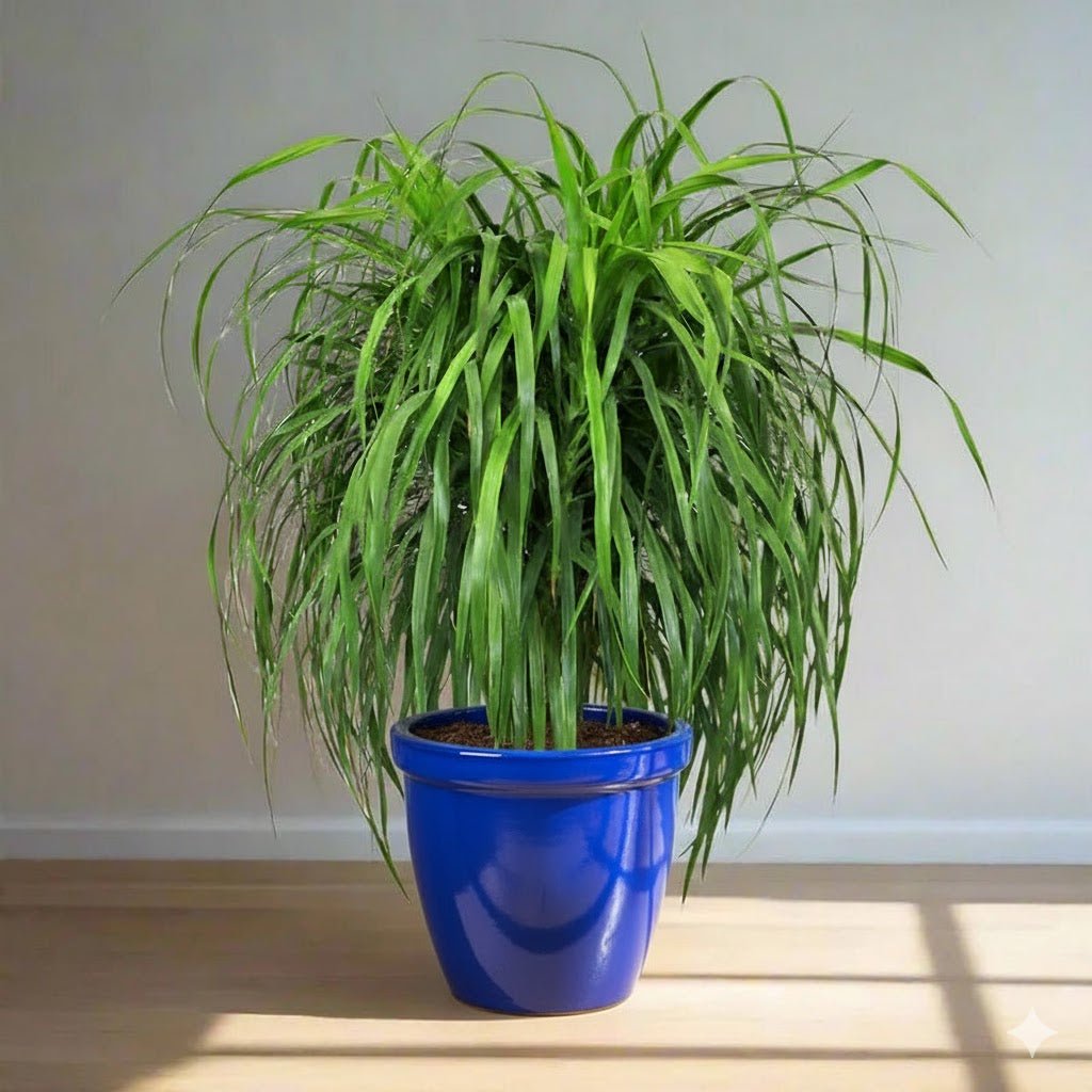 Dracaena Draco, Drago or Dragon Tree - Greensouq - 