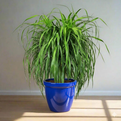 Dracaena Draco, Drago or Dragon Tree - Greensouq - 