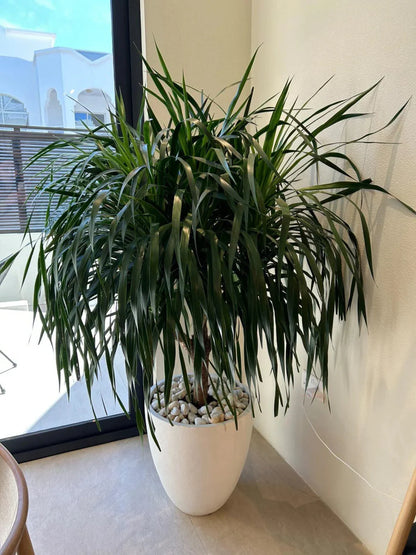 Dracaena Draco, Drago or Dragon Tree - Greensouq - 