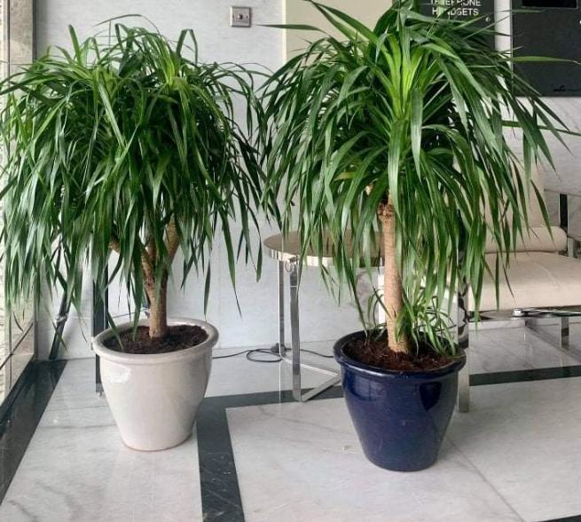 Potted Dragon Tree / Dracaena Draco or Drago in Rolled Rim Pot(48x37)(outdoor) - Greensouq -