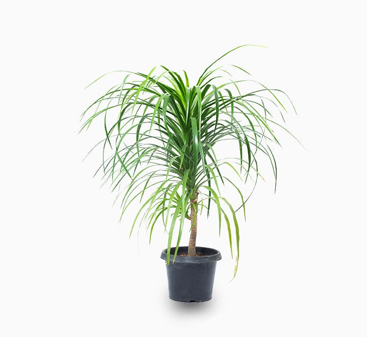 Dracaena Draco, Dragon Tree 90 - 110cm - Greensouq - 