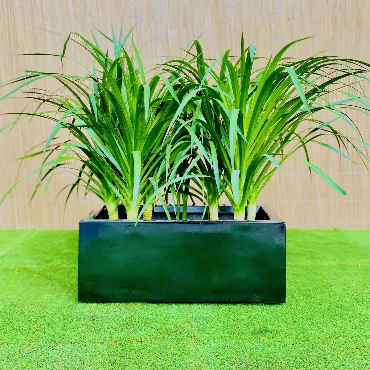 Dracaena Draco Duo, Drago or Dragon Tree in Fiber Glass pot (70x30x30) - Greensouq - 