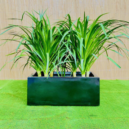Dracaena Draco Duo, Drago or Dragon Tree in Fiber Glass pot (70x30x30) - Greensouq - 