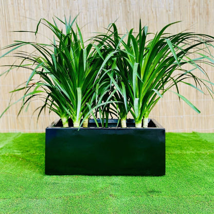 Dracaena Draco Duo, Drago or Dragon Tree in Fiber Glass pot (70x30x30) - Greensouq - 