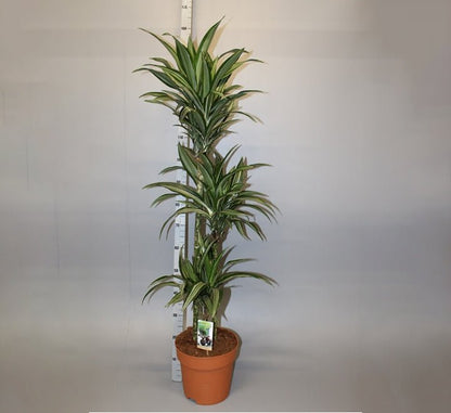 Dracaena fragrans deremensis "Ulises" - Greensouq - 