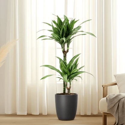 Dracaena fragrans deremensis "Ulises" - Greensouq - 