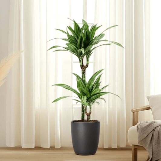 Dracaena fragrans deremensis "Ulises" - Greensouq - 