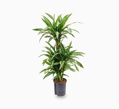 Dracaena fragrans deremensis "Ulises" - Greensouq - 