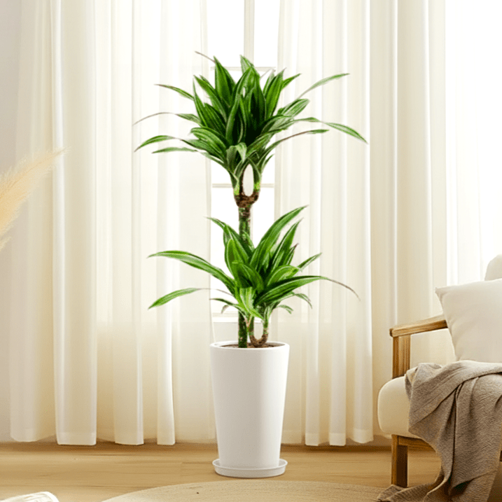 Dracaena fragrans deremensis "Ulises" - Greensouq - 