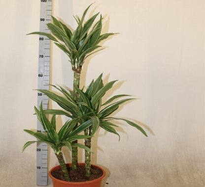 Dracaena Fragrans Deremensis "Warneckei" - Greensouq - 
