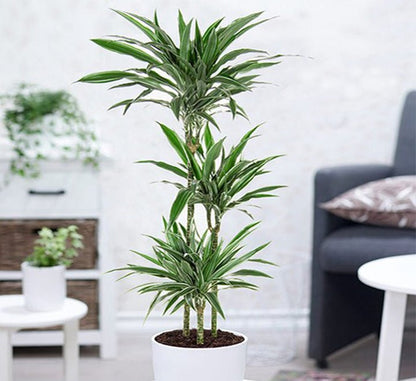 Dracaena Fragrans Deremensis "Warneckei" - Greensouq - 