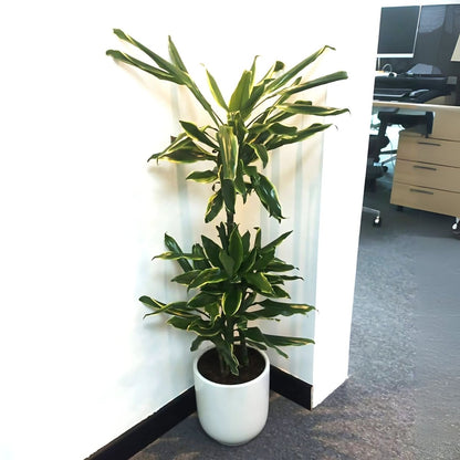 Dracaena Fragrans "Golden Coast" - Greensouq - 