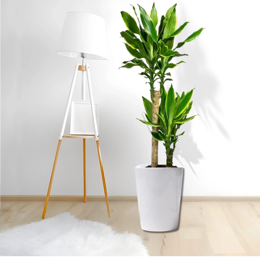 Dracaena Fragrans "Golden Coast" - Greensouq - 