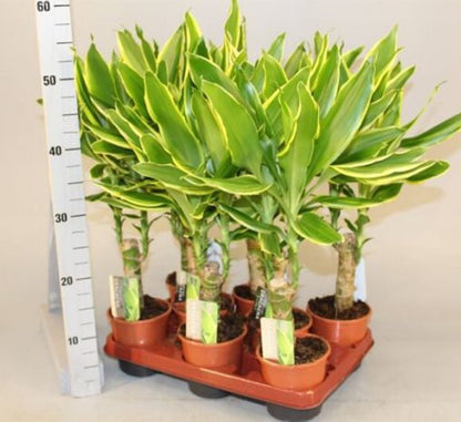 Dracaena Fragrans "Golden Coast" - Greensouq - 