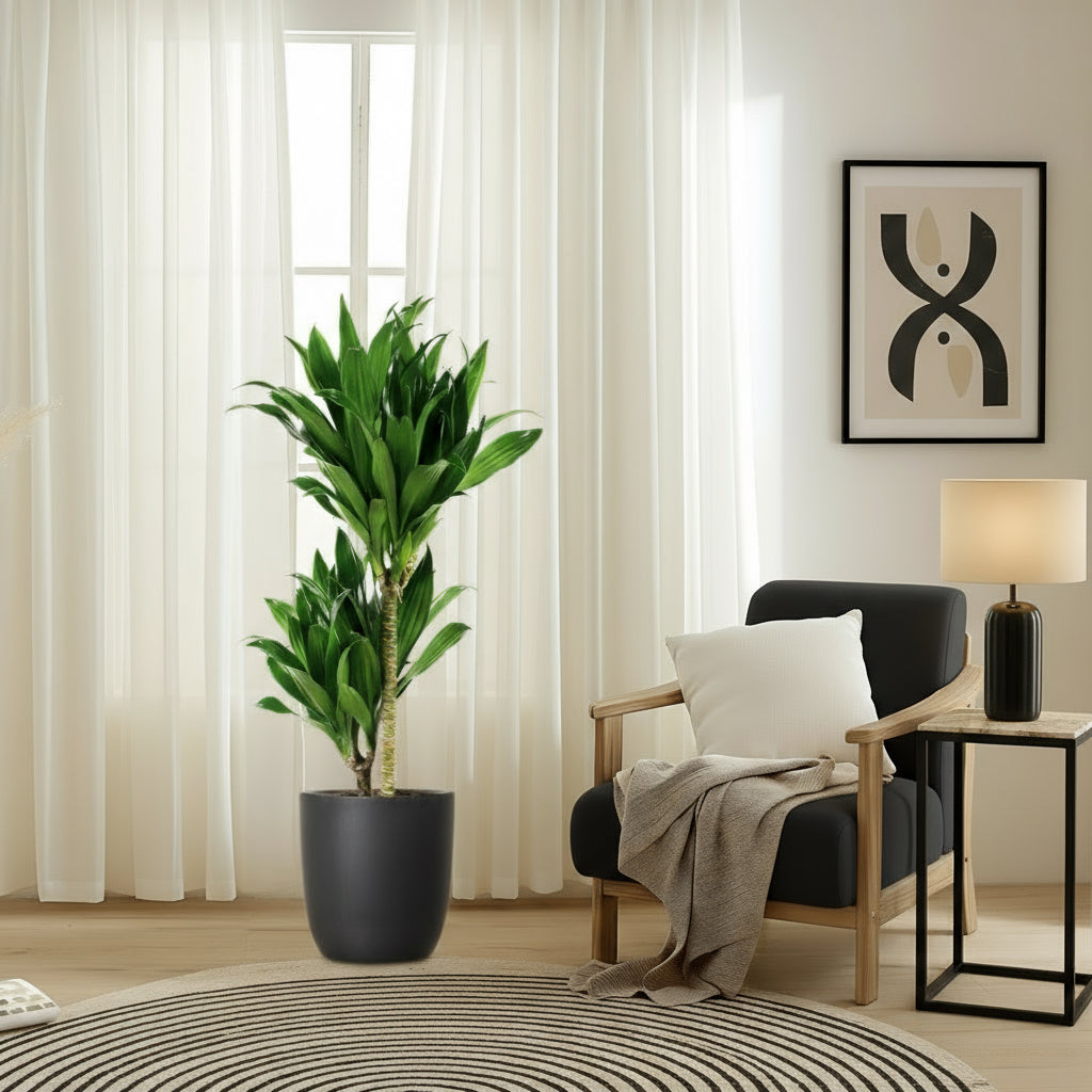 Dracaena fragrans "Janet Craig" - Greensouq - 