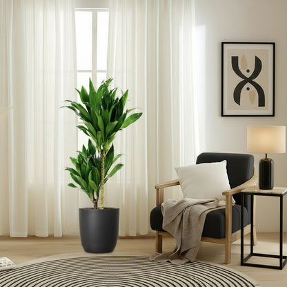 Dracaena fragrans "Janet Craig" - Greensouq - 