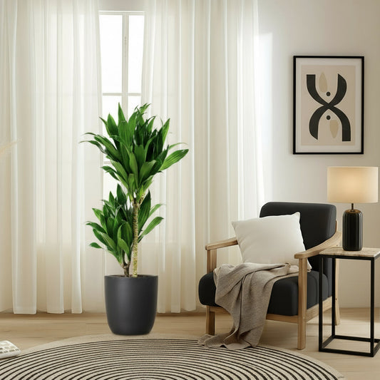 Dracaena fragrans "Janet Craig" - Greensouq - 
