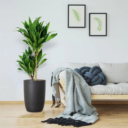 Dracaena fragrans "Janet Craig" - Greensouq - 