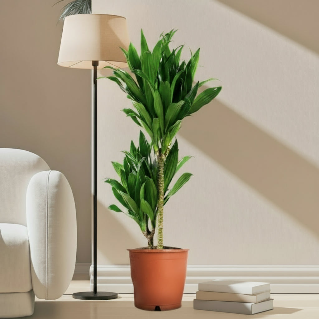 Dracaena fragrans "Janet Craig" - Greensouq - 