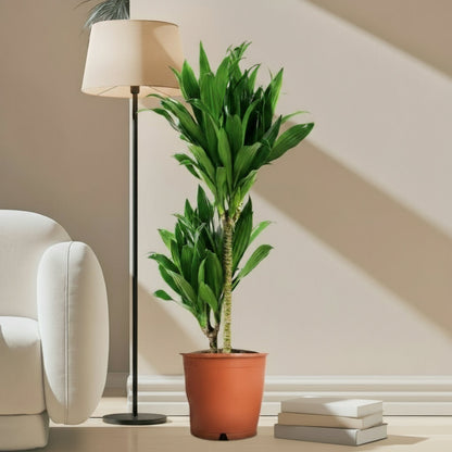 Dracaena fragrans "Janet Craig" - Greensouq - 