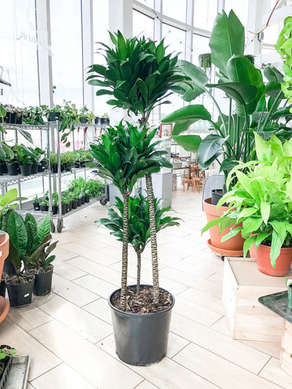 Dracaena fragrans "Janet Craig" - Greensouq - 