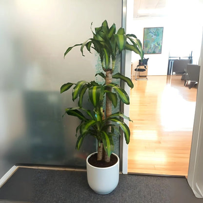 Dracaena Fragrans "Massangeana" - Greensouq - 