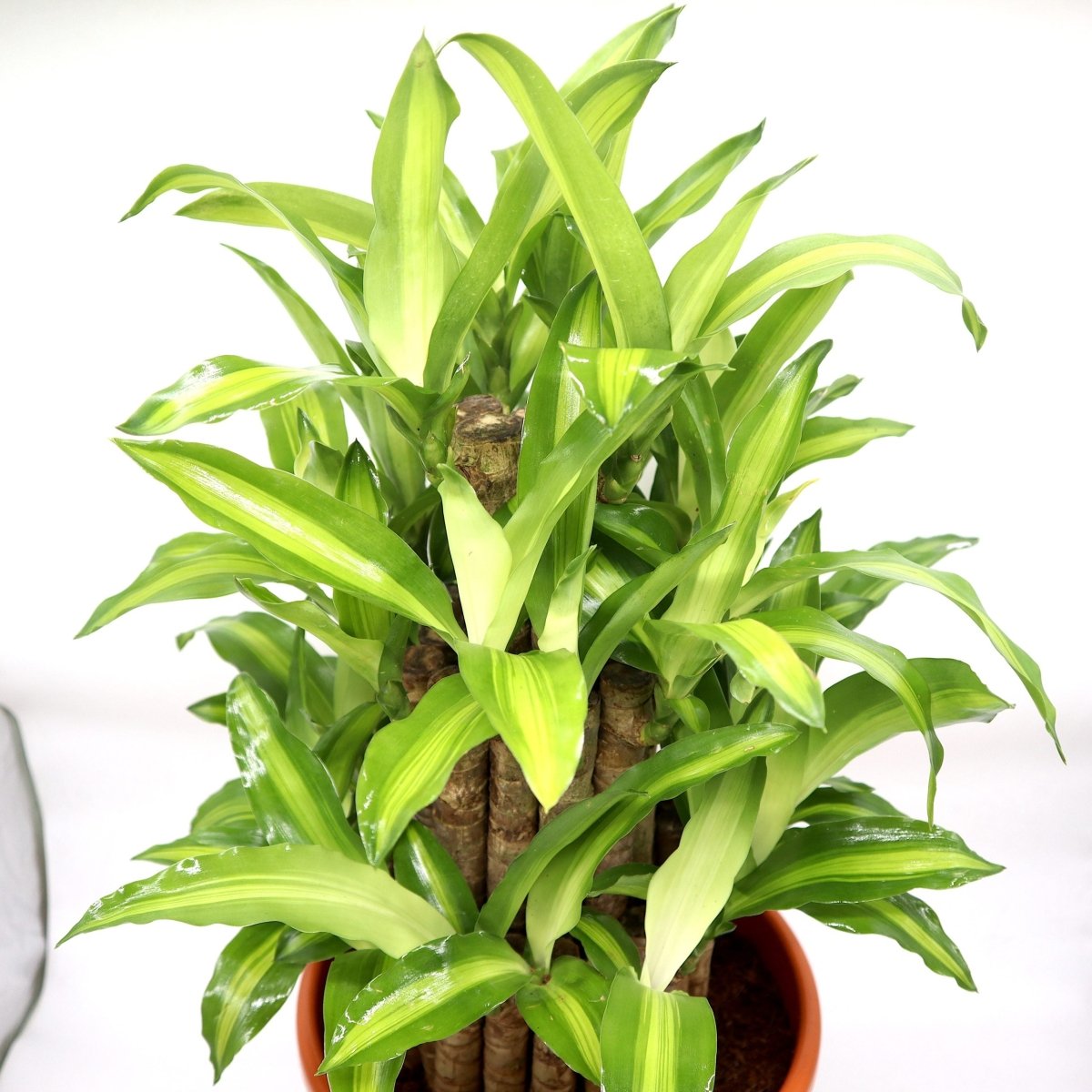 Massangeana Dracaena | Dracaena fragrans "Massangeana 3 steps" 40 - 50cm - Greensouq -