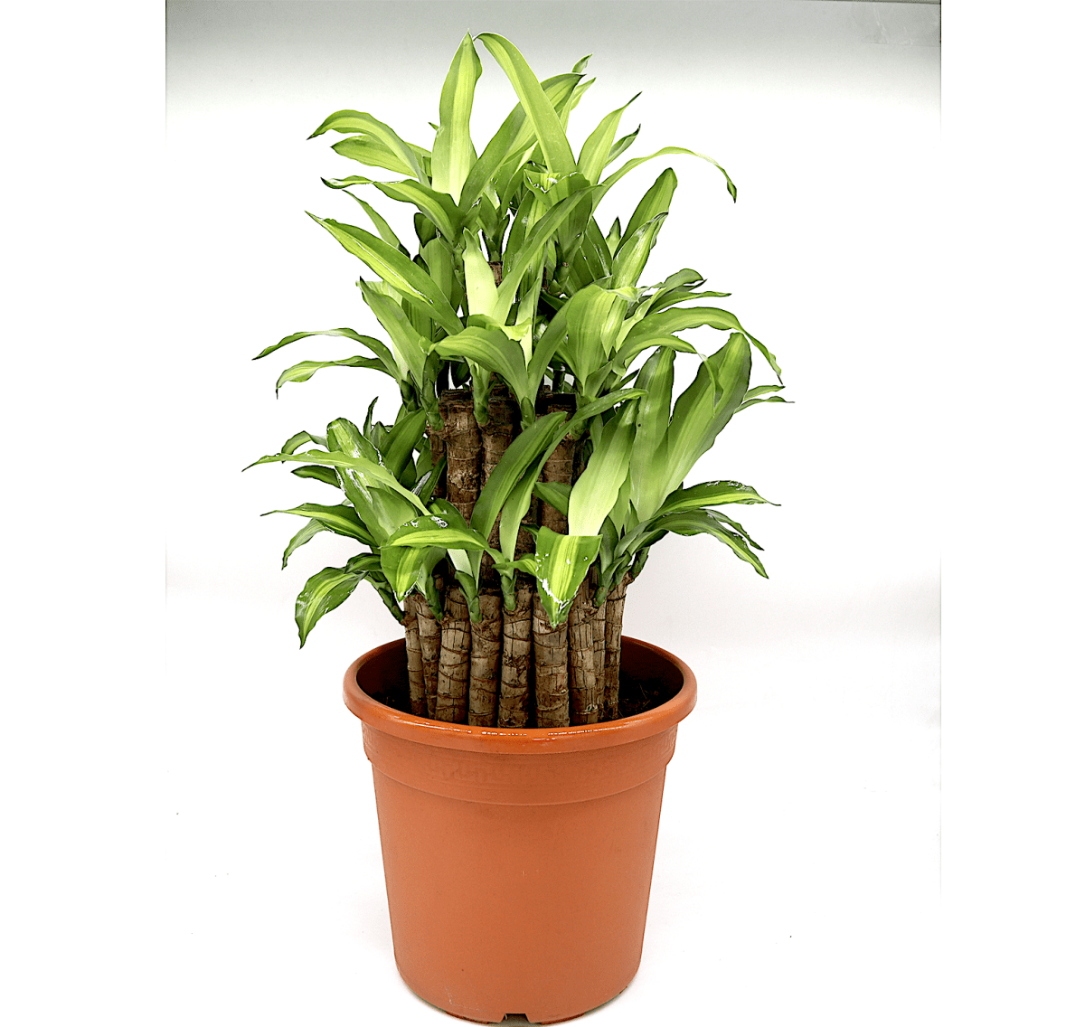 Massangeana Dracaena | Dracaena fragrans "Massangeana 3 steps" 40 - 50cm - Greensouq -