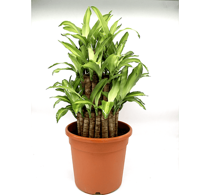 Massangeana Dracaena | Dracaena fragrans "Massangeana 3 steps" 40 - 50cm - Greensouq -