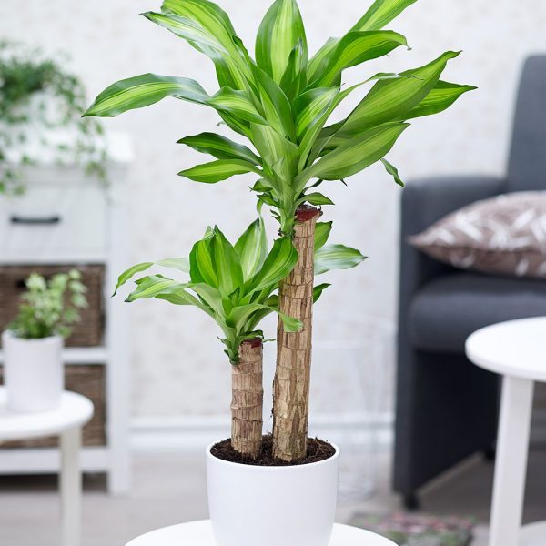 Dracaena Fragrans "Massangeana" - Greensouq - 
