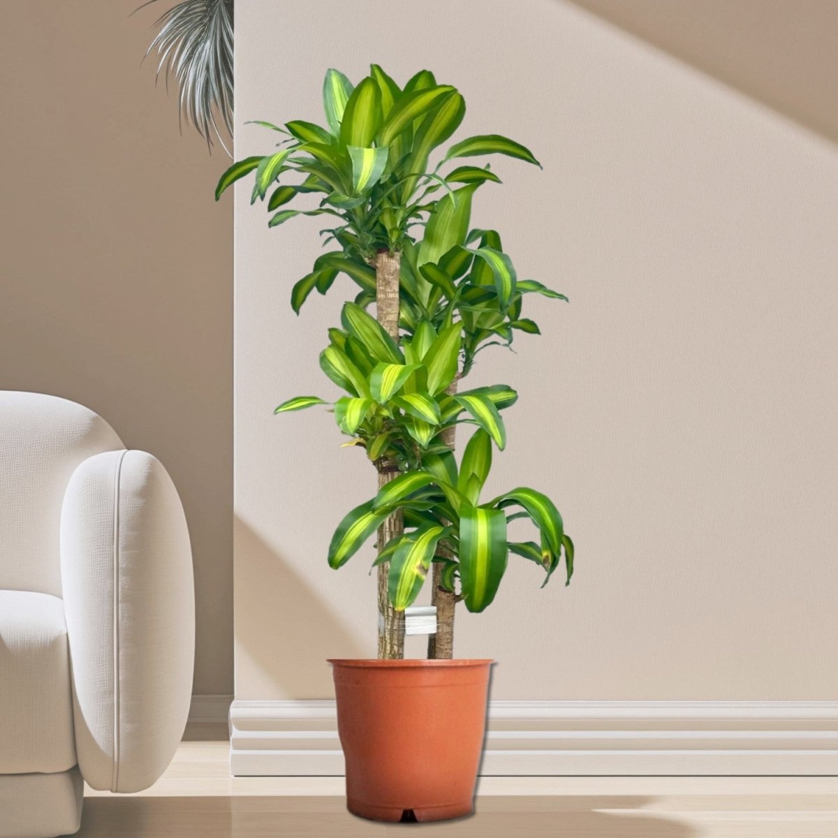 Dracaena Fragrans "Massangeana" - Greensouq - 
