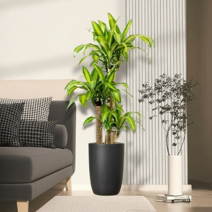 Dracaena Fragrans "Massangeana" - Greensouq - 