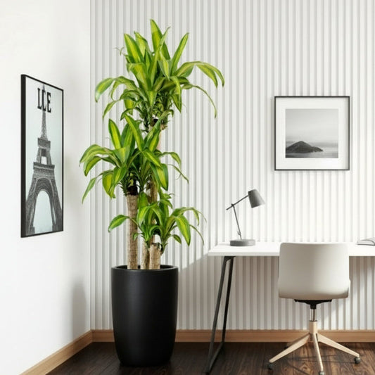 Dracaena Fragrans "Massangeana" in Black Ceramic Pot - Greensouq - 