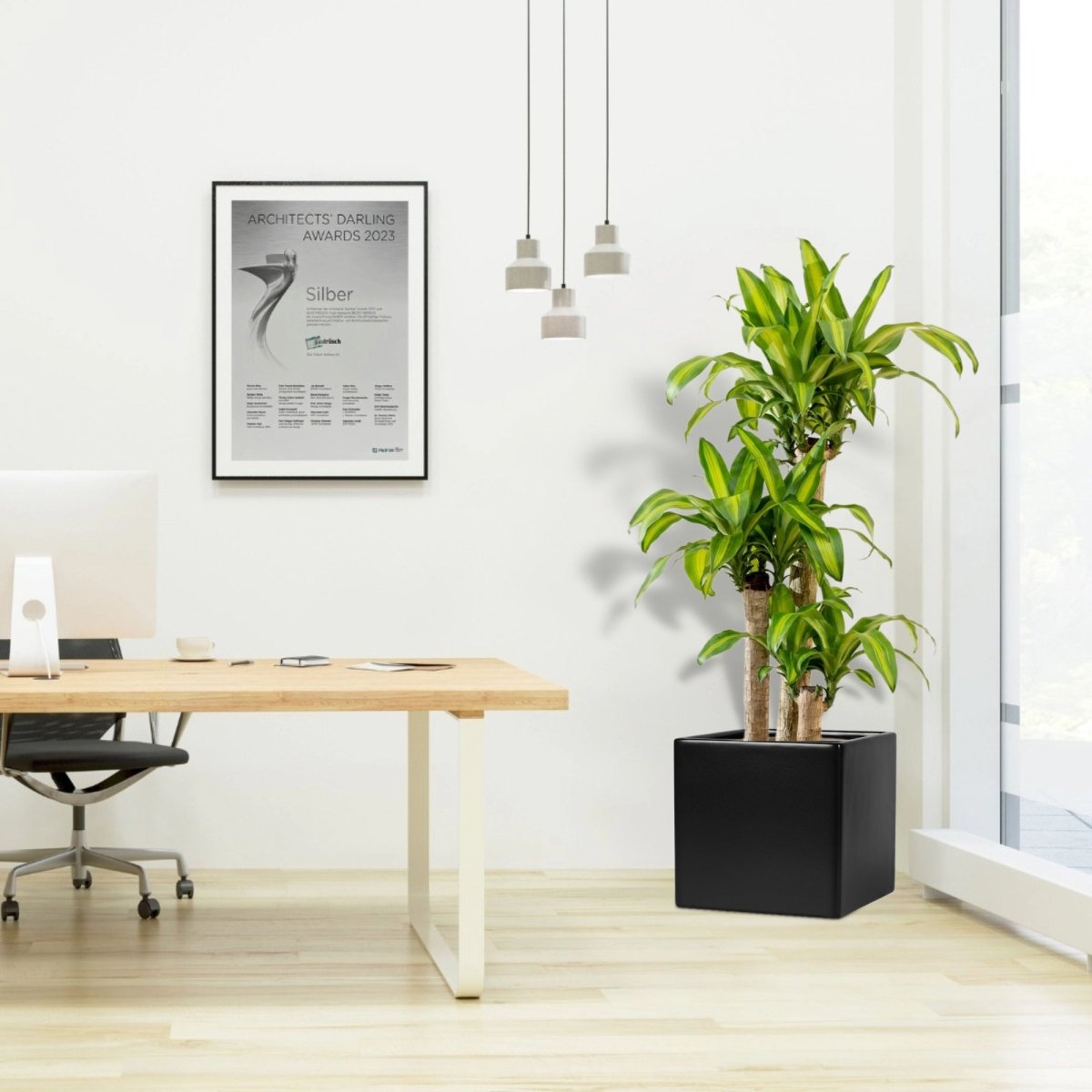 Dracaena Fragrans (Massangeana) in Grp Square Pot 40x40 - Greensouq - 
