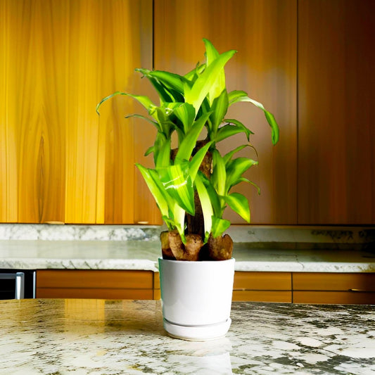 Multi Branch Dracaena | Dracaena fragrans "Massangeana Multi Branch " 30 - 40cm - Greensouq -