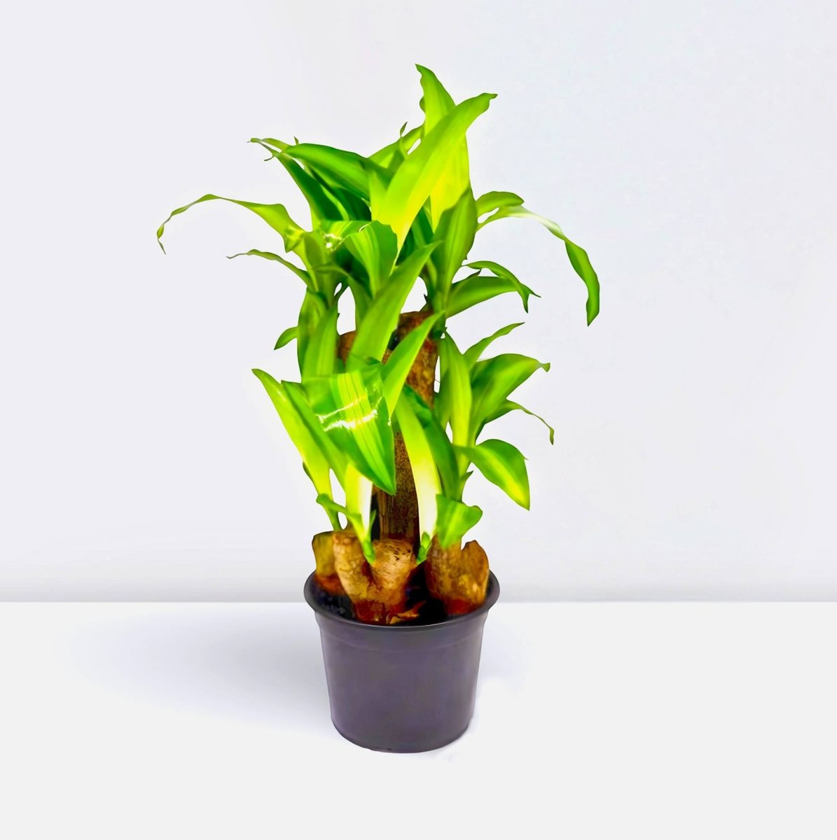 Multi Branch Dracaena | Dracaena fragrans "Massangeana Multi Branch " 30 - 40cm - Greensouq -