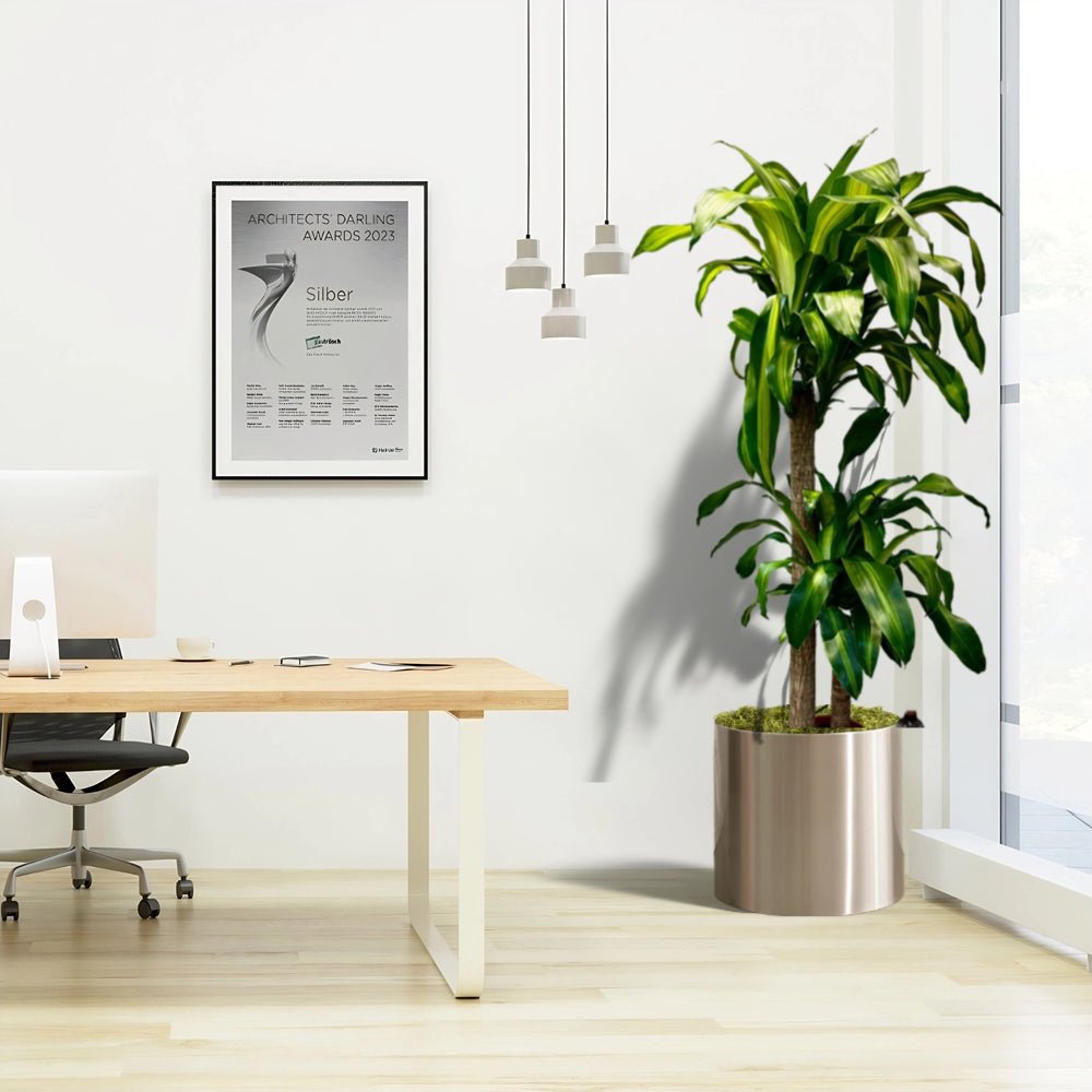 Dracaena fragrans Office Plant - Greensouq - 