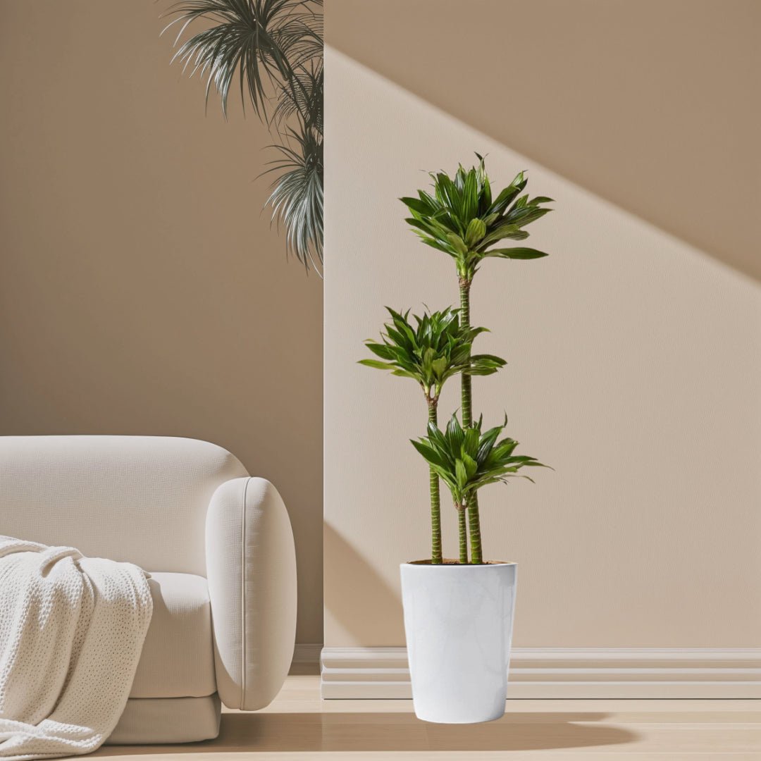 Dracaena Fragrans Or Compacta - Greensouq - 