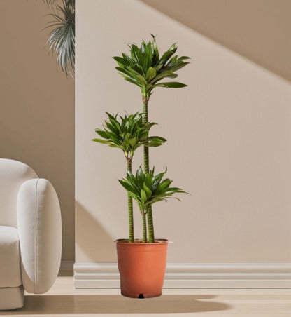 Dracaena Fragrans Or Compacta - Greensouq - 