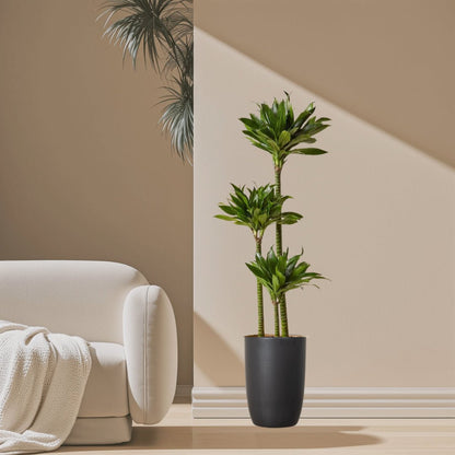 Dracaena Fragrans Or Compacta - Greensouq - 