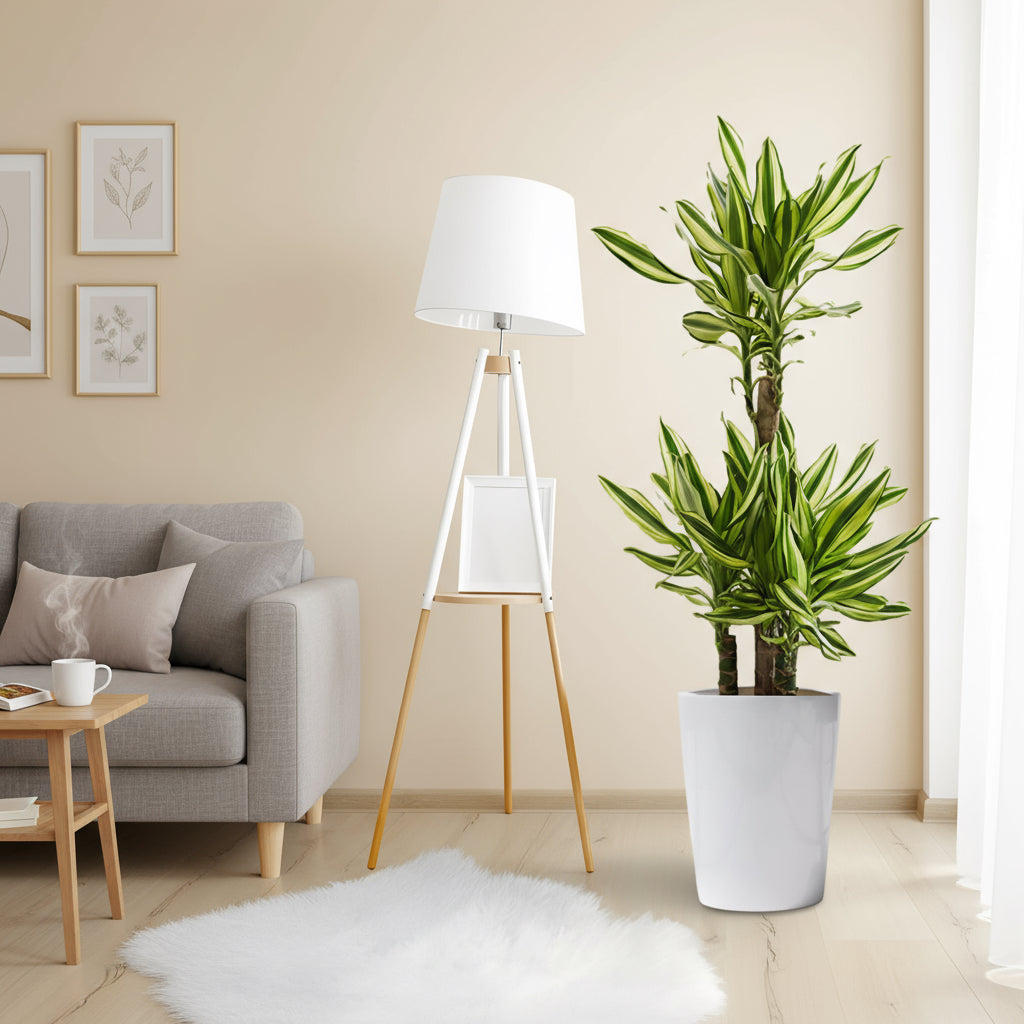 Dracaena Fragrans "Yellow Coast" - Greensouq - 