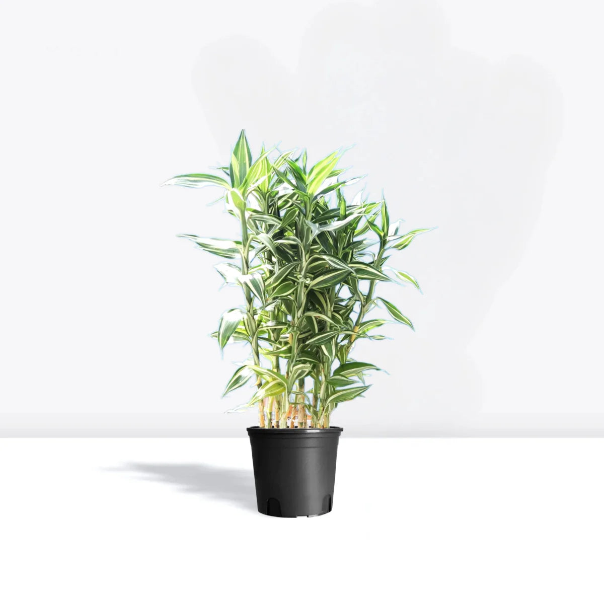 Dracaena Sanderiana - Greensouq - 
