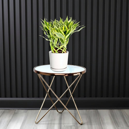 Dracaena Sanderiana | Ribbon Dracaena - Greensouq - 