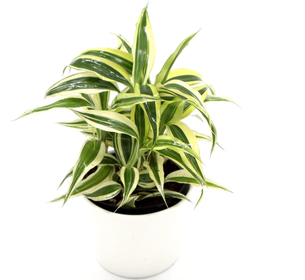 Dracaena Sanderiana Small in 9cm pot - Greensouq - 