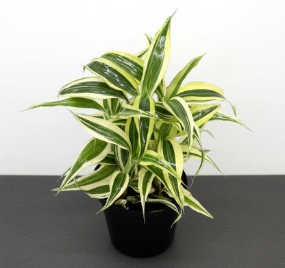 Dracaena Sanderiana Small in 9cm pot - Greensouq - 