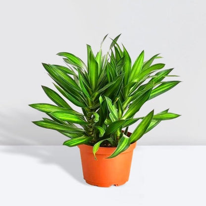 Dragon Tree - Song of Jamaica - Greensouq - 